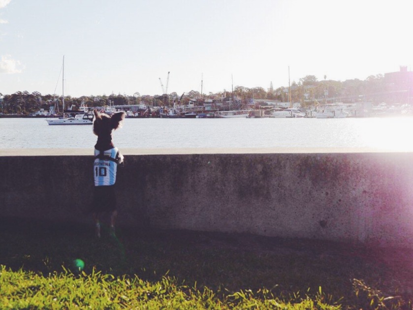 Dog leaning on low wall looking out to Sydney Harbour